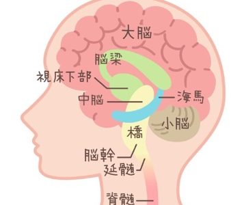 自律神経と脳幹